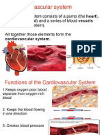 Cardiovascular System