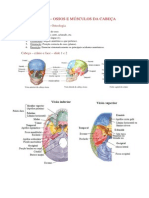 GRUPO I - TRABALHO 1 - Ossos e Musculos