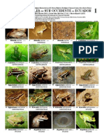 RM-098 Anfibios y Reptiles Del Sur Occidente de Ecuador PDF