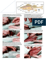 Fish Dissection