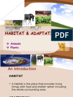 Habitat & Adaptations - PP