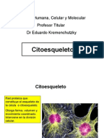 Citoesqueleto