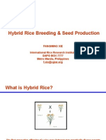 Hybrid Rice Breeding Seed Production