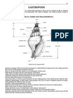 Gastropods: Technical Terms and Measurements