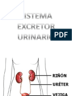 Clase de Sistema Excretor Urinario