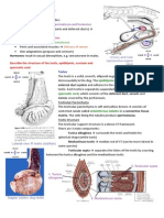 Male Reproductive Anatomy