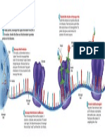 Protein Synthesis Diagram