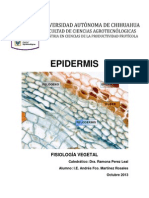 03 - Epidermis