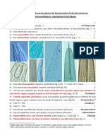 Chave Identificação de Nematoides