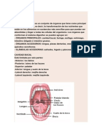 Anatomía y Desarrollo de La Boca y Los Dientes