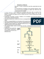 Metabolism of Bilirubin