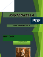 Pasteurella 