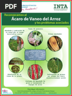 Afiche Ácaro Del Vaneo Del Arroz