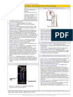 17: Kidney and Nephronal Physiology: Key Terms Nephron Anatomy and Function