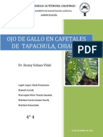 Ojo de Gallo2