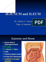 Jejunum Ileum