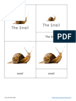 The Snail