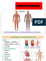 3fdc51e731ccd Sistema Cardiovascular