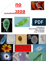 Protistas e Protozooses