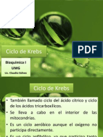 Clase 13 - Ciclo de Krebs