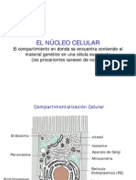 Biologia Celular - Clase 11