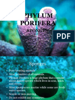 Phylum Porifera