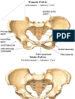 Bones of LL