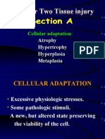 Chapter Two Tissue Injury