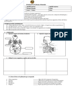 Evaluación de Ciencias Naturales 5° Sistema Respiratorio y Circulatorio