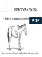 Anemia Infeccion Equina