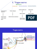 Cranial Nerves (III)