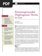 FELINE-Peritoneopericardial Diaphramatic Hernia in Cats