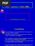 Brain Anatomy: Cerebellum