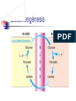 GLUCONEOGENESIS