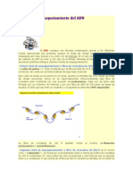 Condensacion Del Adn