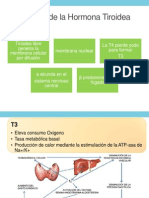 Función de La Hormona Tiroidea