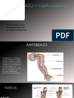 Anatomia de La Region Del Antebrazo y Fosa Cubital