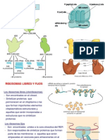 Citoplasma y Citoesqueleto PDF