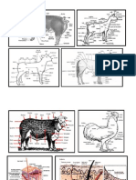 External Anatomy of Domesticated Animals