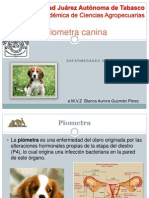 Piometra Canina