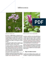 Inflorescencia PDF