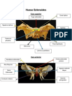 Hueso Esfenoides