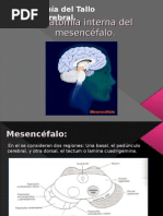 Anatomía Interna Del Mesencéfalo