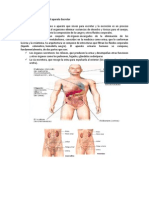 Aparato Excretor de Luisanyelis