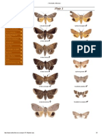 Plate 1: Catocala Macula Ophiusa Disjungens