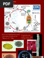 Diphyllobothrium Latum