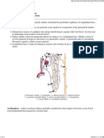 Urogenital System