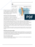 Microcirculación PDF