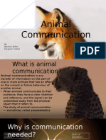 Final Presentation On Animal Communication