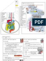 Digestive System Tour Activity Form2 PDF